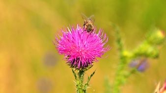 Bee on a pink flower thistle