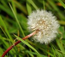 blossomed out dandelion