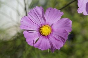 purple mallow flower