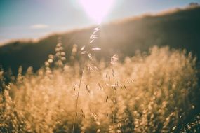 sun rays sunlight plants field