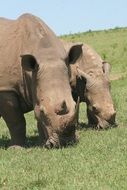 rhino in wildlife