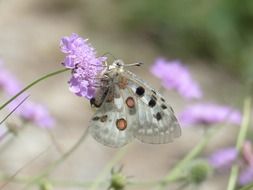 White spotted butterfly on a violet flower