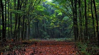 autumn foliage on a forest trail