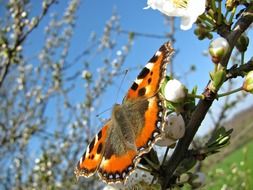 Bright butterfly sitting on a tree branch in the sun