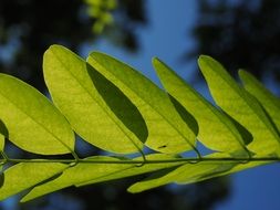 green leaf veins close-up