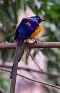 glossy starling