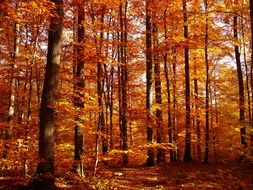 scenic autumn forest