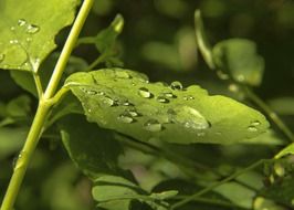 raindrops on a green leaf of a plant