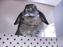 grey rabbit