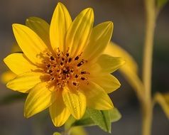 bewitching yellow sunflower