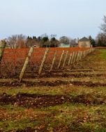 vineyard in winter time