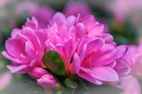 Pink azalea closeup