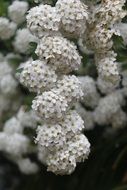 Garland spiraea, white lush flowers close-up