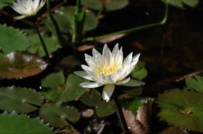 breathtaking water white lily flower