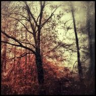 autumn trees, vintage