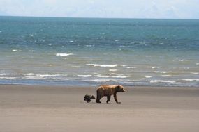 coastal brown bears, mother with cub walking on beach at sea