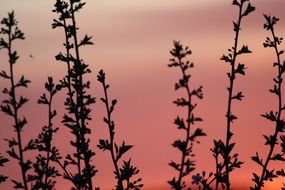 spring bloom in the sunset colors