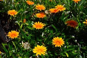 Yellow flowers of gazania among the green grass