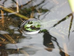 Green frog is swimming underwater