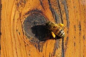 macro photo of small bee insect
