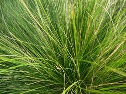 green lush grass close up