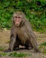 monkey sits on the ground