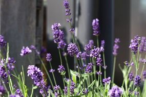 picture of the lavender flowers on a blurred background