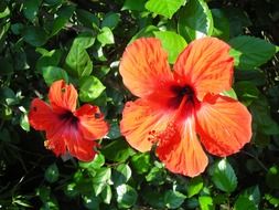 Macro photo of the red and orange flowers