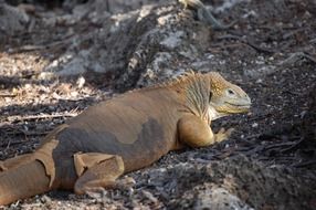 huge lizard close up