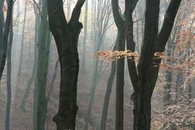 black tree trunks in the autumn forest