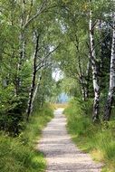 walk path beneath birches at summer