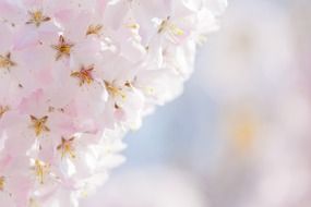 beautiful pink plant on a blurred background