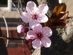 Pink flowers on a cherry branch in spring on a blurred background