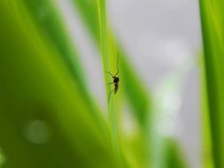 mosquito on a green blade of grass close up