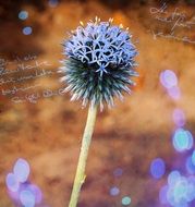 blue garden thistle
