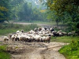 a flock of sheep on a country road