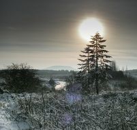 winter snow sunny forest