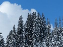 winter snow fir trees