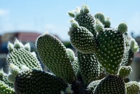 big cactus under the sun