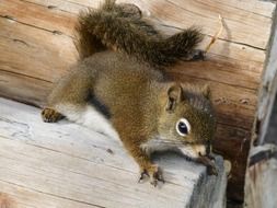 squirrel on a log