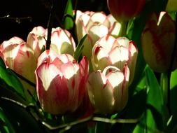 A bouquet of tender tulips in the sunlight