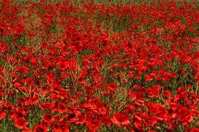 lots of red poppies on a summer field