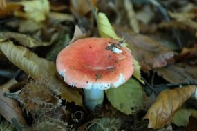 toxic sickener mushroom