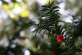 red berry of the yew