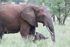 Elephant in Tanzania