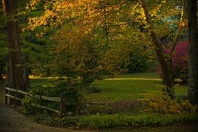 Foliage in golden hour