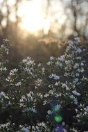 daisies flowers sunlight