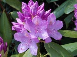Pink rhododendron blossom