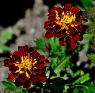 flowers with brown petals in the garden