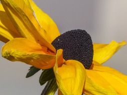 Yellow-blown bud